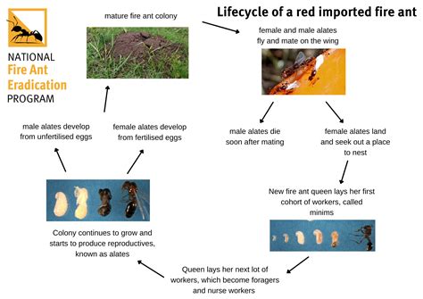 Lifecycle | National Fire Ant Eradication Program