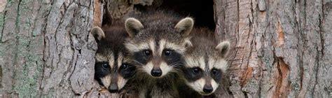 Raccoon Removal | inlinewildliferem