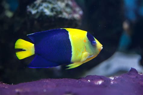 15 Awesome Types of Saltwater Angelfish | Build Your Aquarium | Li Linguas