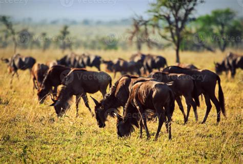 Wildebeests herd, Gnu on African savanna 7791854 Stock Photo at Vecteezy