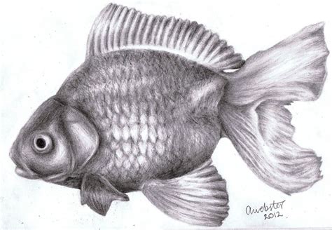 Realistic Pencil Realistic Fish Drawing Easy - pic-connect