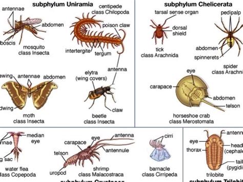 Ciri-Ciri, Klasifikasi Dan Pembagian Kelas Arthropoda Beserta Gambar ...