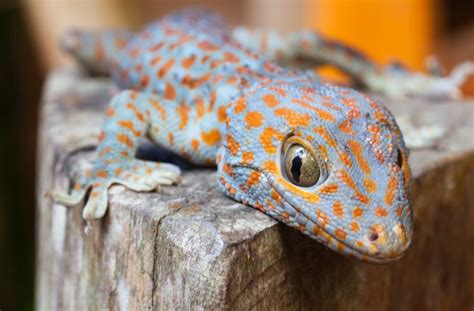 How to Care for a Baby Gecko | Baby Lizard Care | PetMD