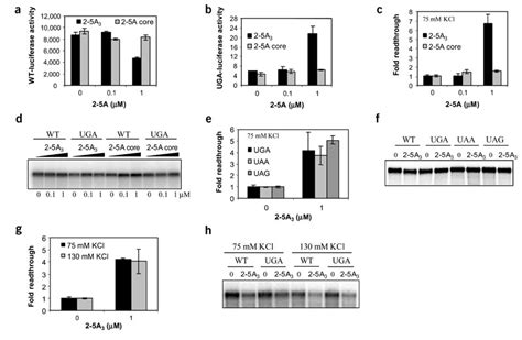 Activation of RNase L by 2-5A3 increases the readthrough in rabbit ...