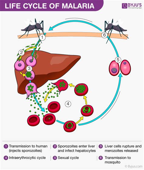 Malaria - Causes, Symptoms, Prevention and Life Cycle of Parasite