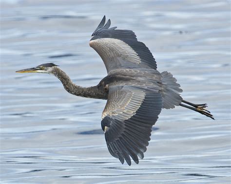 Great Blue Heron in Flight - a photo on Flickriver