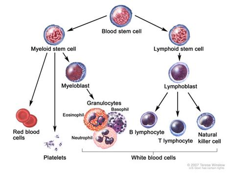 Correctly Identify the Blood Pathologies Described in Column a ...