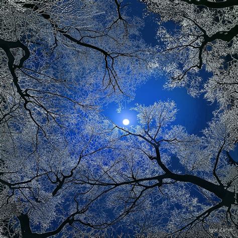 "Moonlight Trees" by Igor Zenin | Redbubble