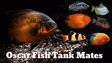 Top 12 Compatible Oscar Fish Tank Mates - YouTube