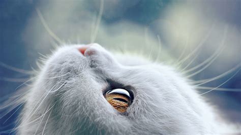 Wallpaper White cat look up, whiskers, eyes, kitten close-up 1920x1200 ...