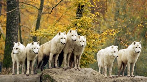 white wolf pack - Desktop Wallpaper