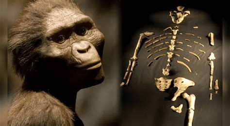 Lucy's story: why is it considered the fossil that rewrote human ...