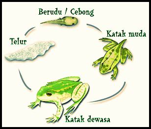 cah kene: Metamorfosis Katak