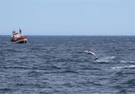 Whale Watching_15 – Adventure For Two and You