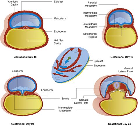 Formation of Mesoderm. Formation and segregation of the mesodermal germ ...