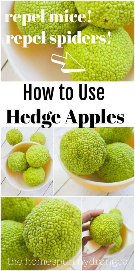 How to Use Hedge Apples to Repel Spiders - The Homespun Hydrangea