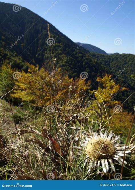 Autumn in Vrancea Mountains Stock Image - Image of fall, autumn: 33512479