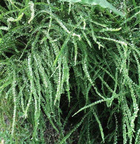 Nephrolepis cordifolia | Herbs, St lucia, Cultivate