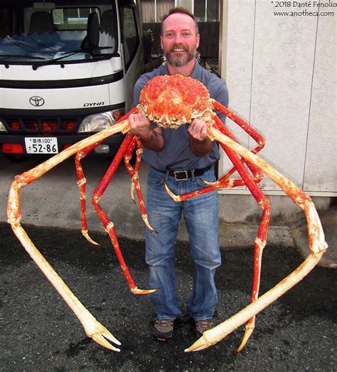 🔥 giant Japanese spider crab 🔥 : r/NatureIsFuckingLit