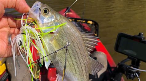 7 Best White Bass Lures [2023] – Get Fishing