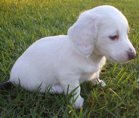 Albino Dachshund For Sale | PETSIDI