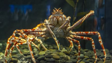 How Much Is A Spider Crab - The japanese spider crab looks much more ...