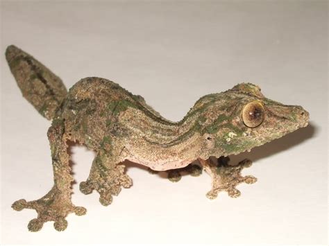 Leaf Tail Gecko by CandyForYourSkull on DeviantArt