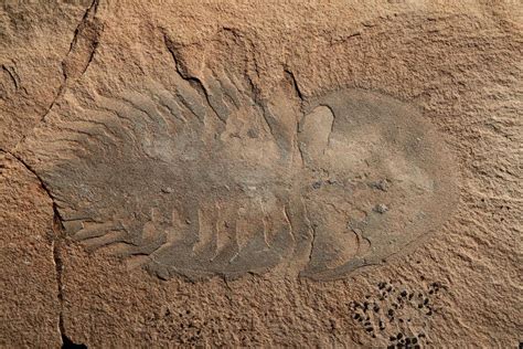 Gallery: Amazing Cambrian Fossils from Canada's Marble Canyon | Live ...