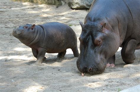 30 Pictures Of Baby Hippos | Thought Catalog