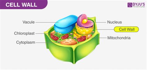 Cell Wall and Cell Membrane- Structure, Functions and Differences