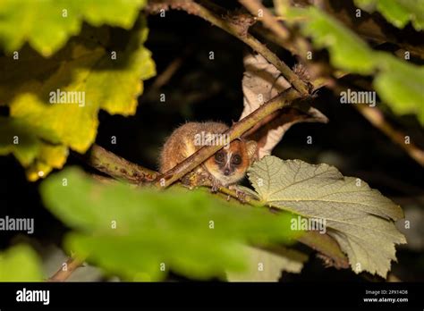 Nocturnal Goodman's mouse lemur (Microcebus lehilahytsara) Endangered ...