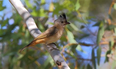 Richard Waring's Birds of Australia: Pallid Cuckoos, Crested Bellbird ...