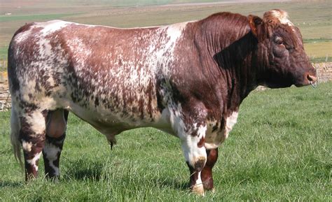 shorthorn cow - briths | Livestock and Aquaponics | Show cattle, Cattle ...