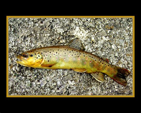 German Brown Trout on Rock by houstonryan on DeviantArt