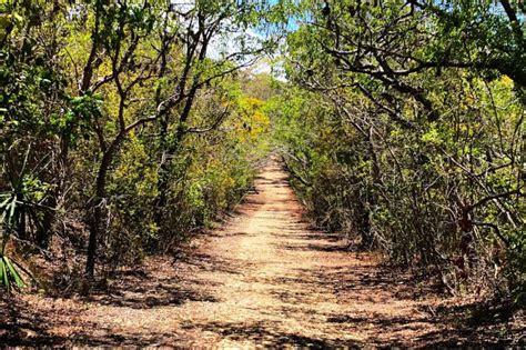 Hiking Guánica Dry Forest - Bosque Seco de Guánica | Discovering Puerto ...