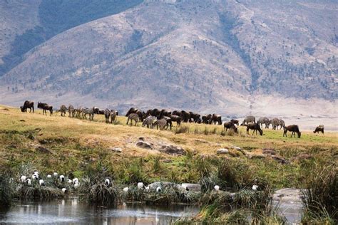 Ngorongoro Conservation Area | Sima Safari