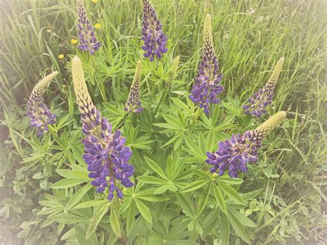 Above the lupines | Sugar Hill NH lupine festival month. | gina ...