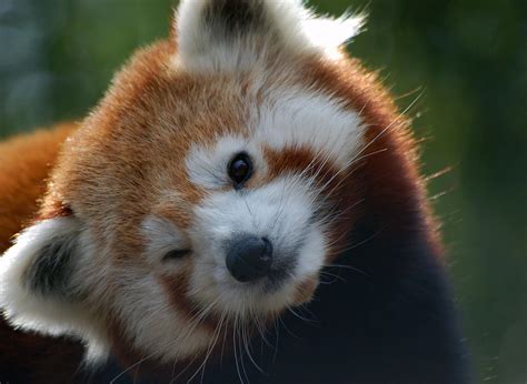 Do not disturb: Nepal closes a national park to give mating red pandas ...