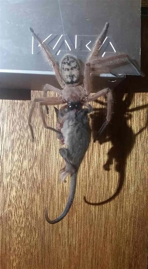 Huntsman Spider Eats Possum in Front of a Horrified Ski Lodge Guest