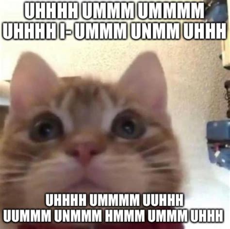 Sus?🤨 | Cat memes, Funny cats, Funny cute cats