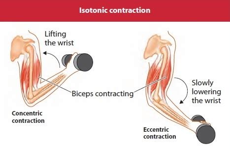 Isotonic contraction • Bodybuilding Wizard