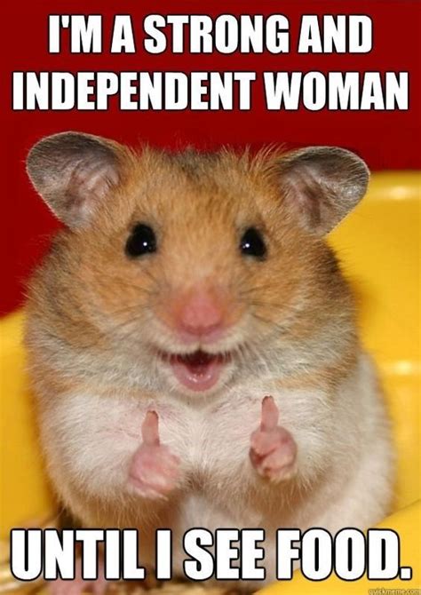 15 Funny Hamster Memes To get You Through Friday | Funny hamsters ...