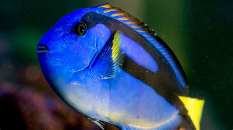 Fears 'Finding Dory' pet demand could threaten Royal Blue Tang fish ...