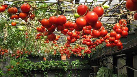 Growing Hydroponic Tomatoes & Its Benefits | Growing tomatoes indoors ...