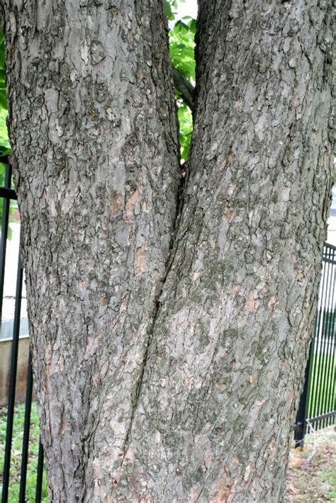 Horse Chestnut Tree Bark