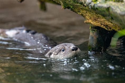 River Otter Pups Take Their Swim Lessons Outside