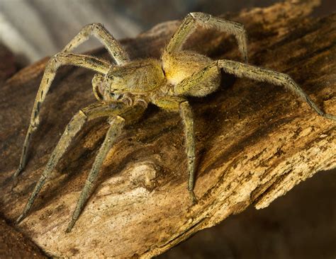 Brazilian Wandering Spiders Suspected After Family Forced To Flee Their ...