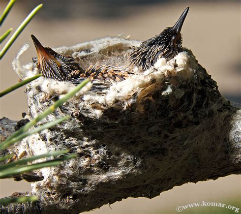 Baby Hummingbird Nest - COOL!