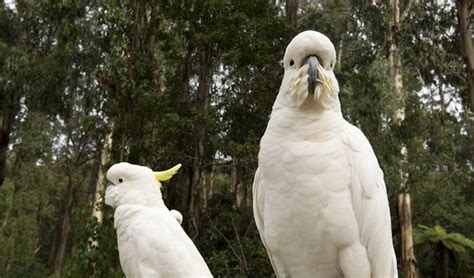 Dandenong Ranges: Victoria's nature haven - Australian Geographic