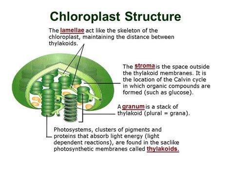 Chloroplast Definition Structure And Function With Diagram Sciencing ...